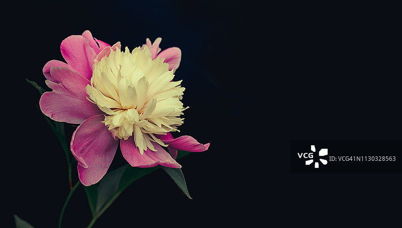 夏季花园阳光下的粉色牡丹花图片素材