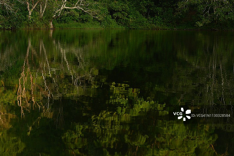 热带雨林中的大树图片素材