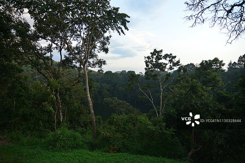热带雨林中的大树图片素材