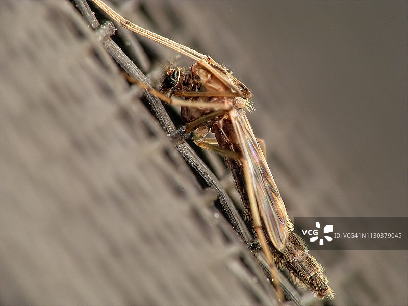 网上的蠓或蚊子图片素材