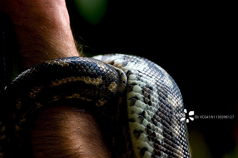 钻石蟒蛇图片素材