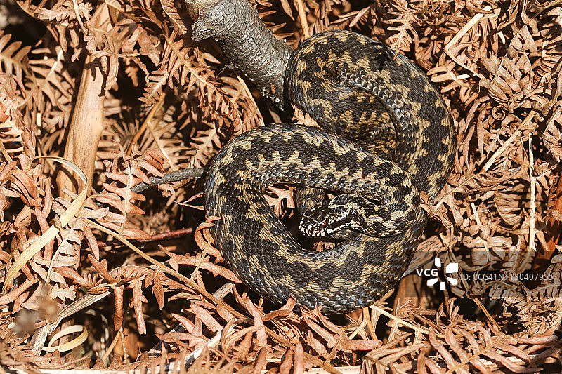 沐浴在晨曦中的一条刚结束冬眠的美丽蝰蛇图片素材