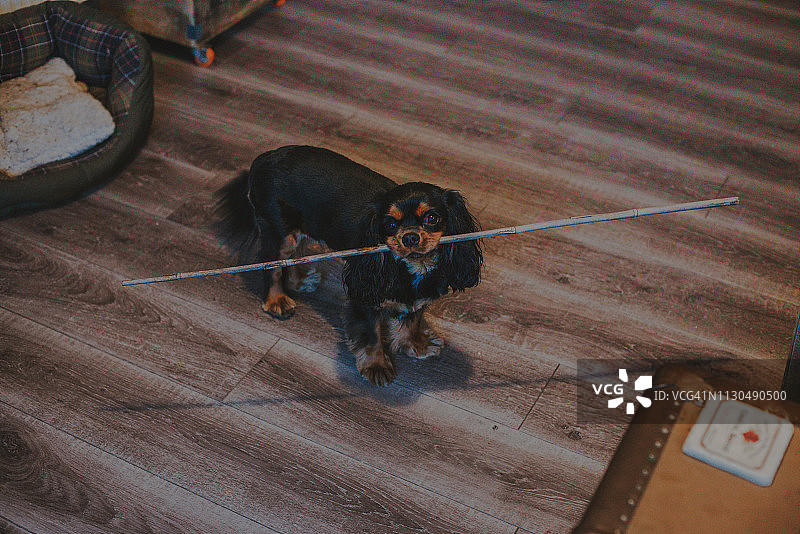 嘴里叼着大树枝的查理士王小猎犬图片素材