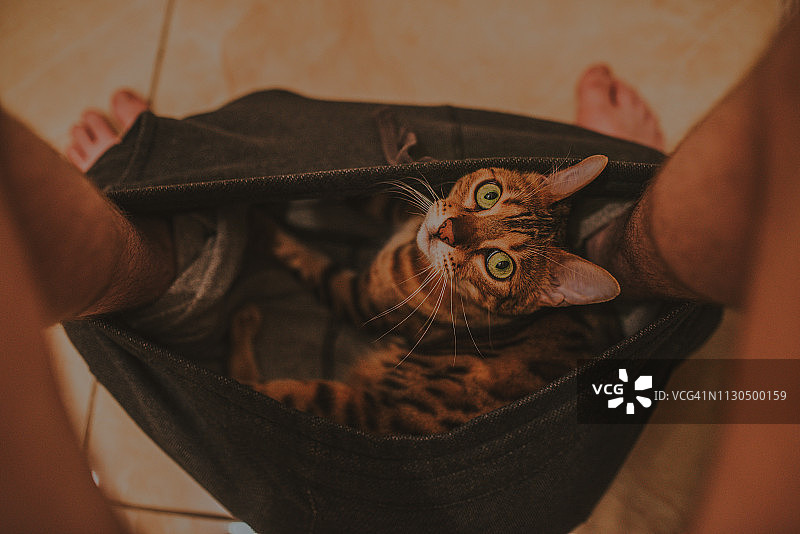 孟加拉猫穿着主人的衣服坐在马桶上图片素材