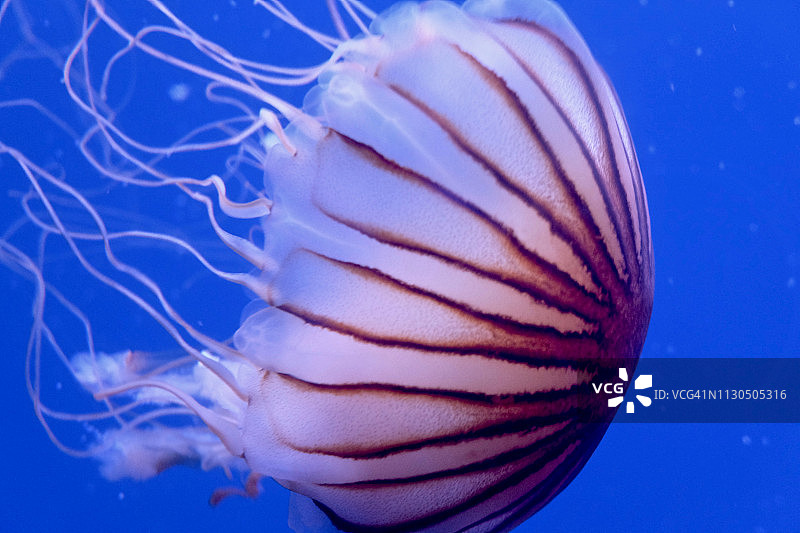 水下水母图片素材