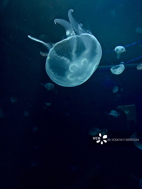 水下水母图片素材