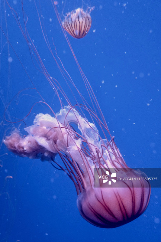 水下水母图片素材