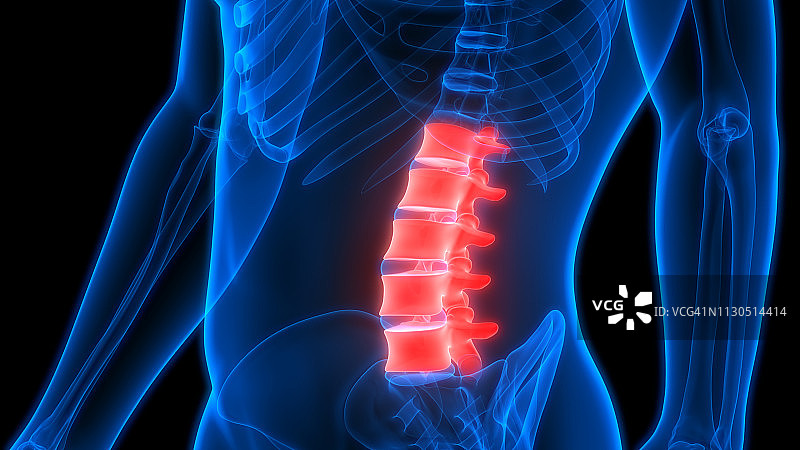 人体骨骼系统脊柱腰椎解剖结构图片素材