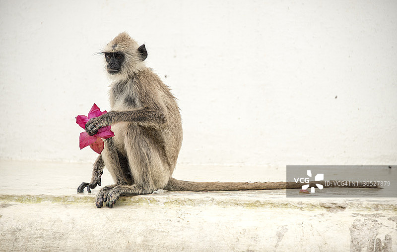 猴子吃祭品，斯里兰卡米欣泰莱寺庙的猴子准备过情人节图片素材