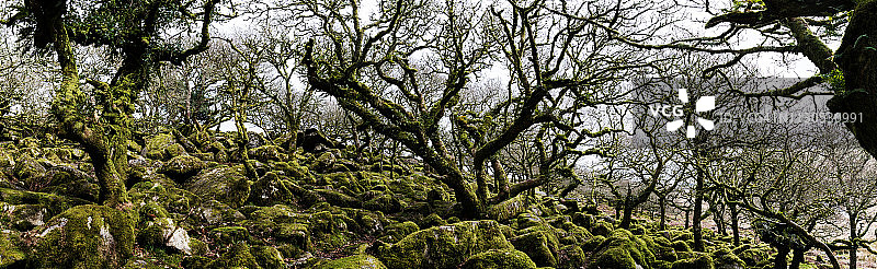 达特穆尔威斯特曼的森林：古老的本土高地橡树林图片素材
