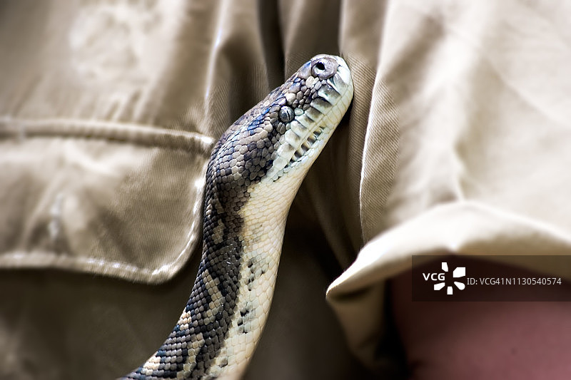 钻石蟒蛇图片素材