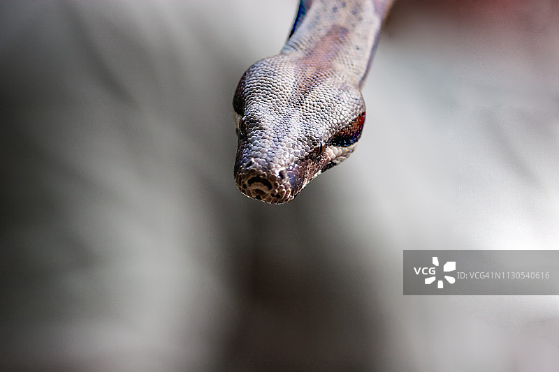 钻石蟒蛇图片素材