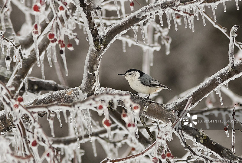 冰冷树枝上的小鸟图片素材