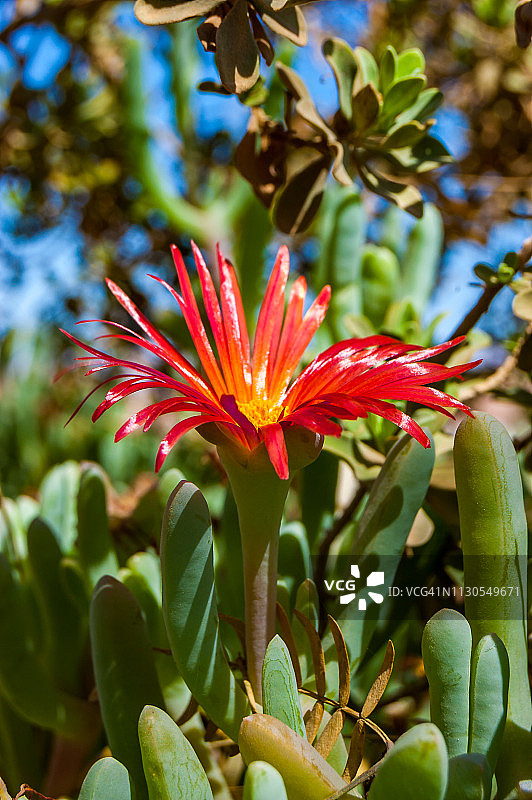 中国以色列 Timna 国家公园沙漠植物上的红色花朵图片素材