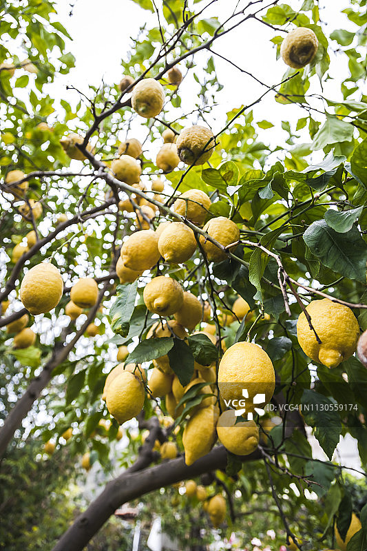 挂在树上的柠檬图片素材