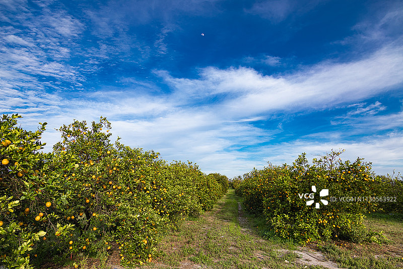 柑橘林图片素材