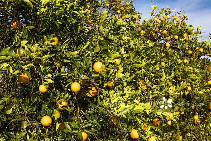 柑橘林图片素材