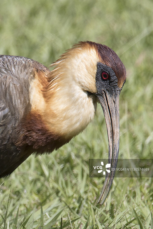 黄颈朱鹭特写图片素材