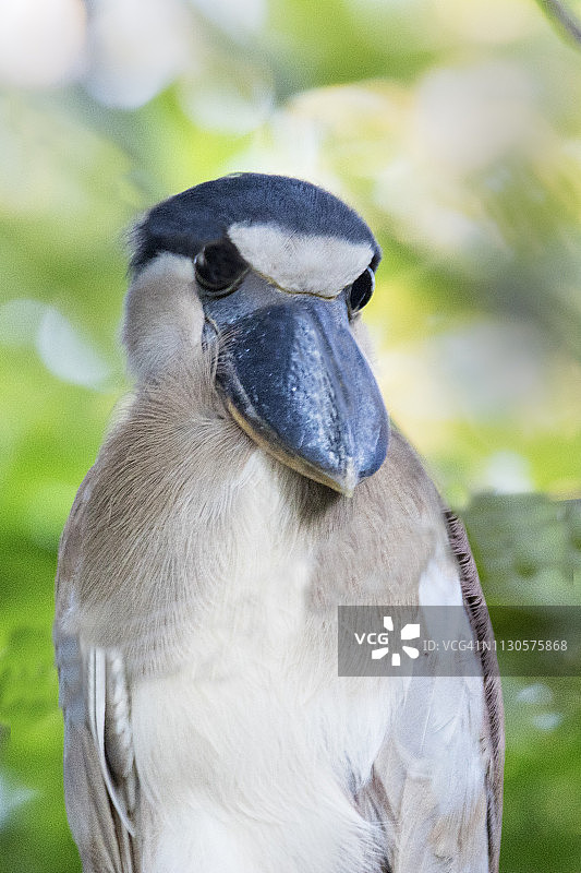 鹭嘴鹭的特写图片素材