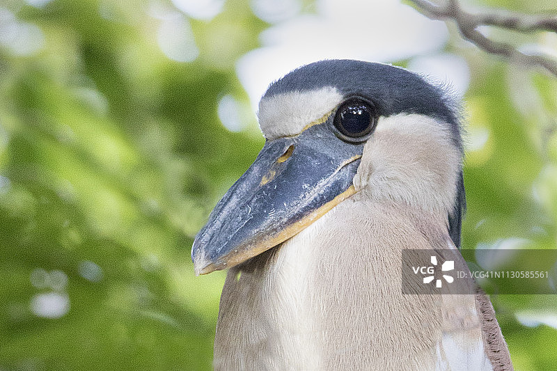 鹭嘴鹭的特写图片素材