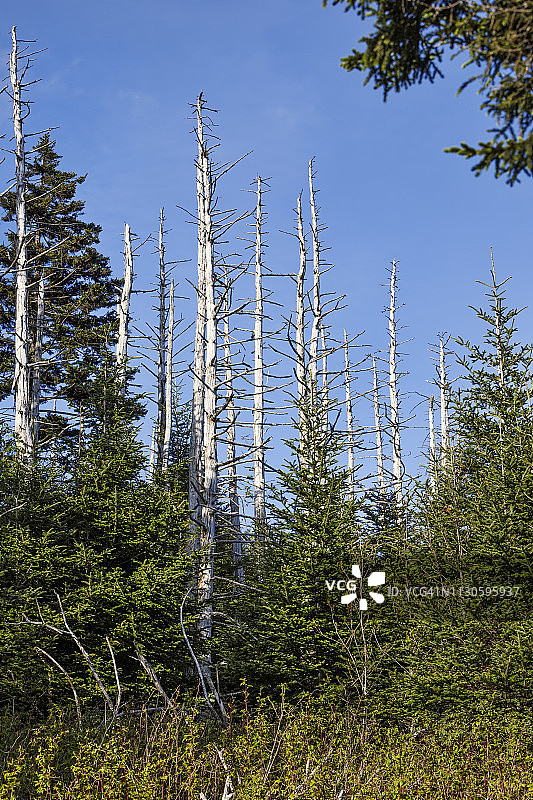 大烟山国家公园图片素材