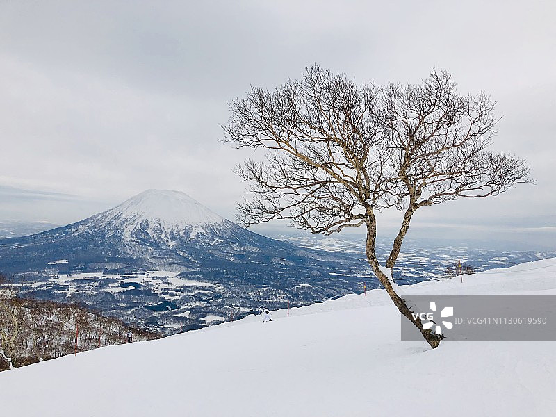 北海道二世古的白桦树和羊蹄山图片素材
