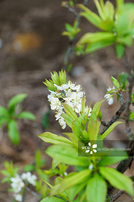 越南山罗省木州：五月中旬那卡山谷的李花盛开图片素材