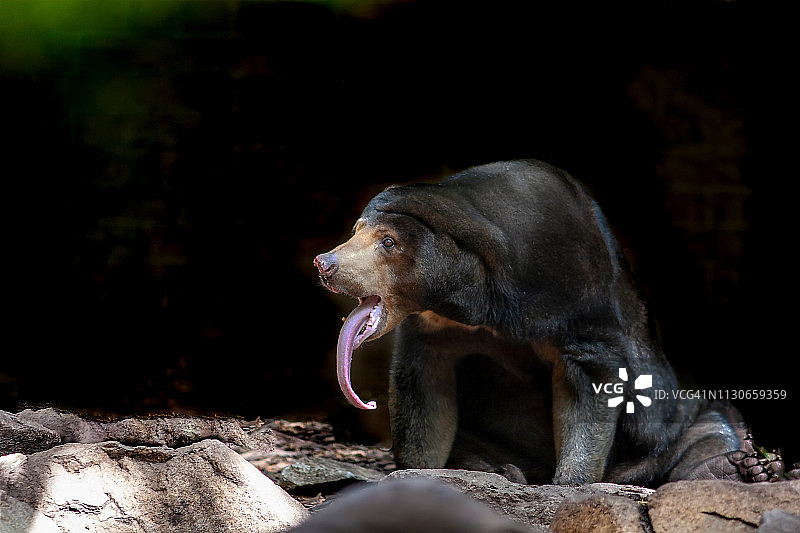 马来西亚马来熊图片素材