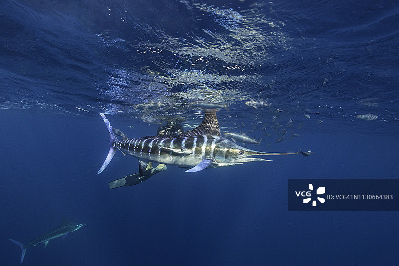 条纹枪鱼在追逐沙丁鱼，背景是潜水员，墨西哥南下加利福尼亚州，马格达莱纳湾图片素材