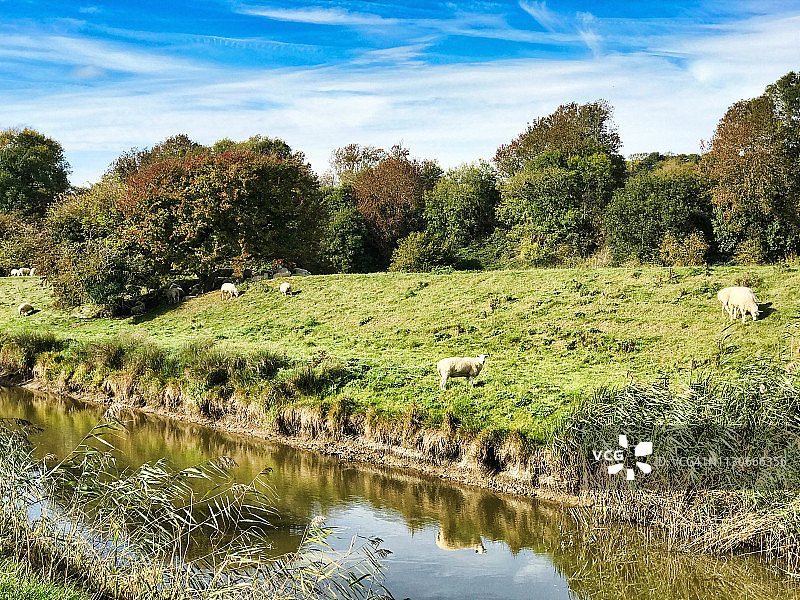 河岸边的绵羊图片素材