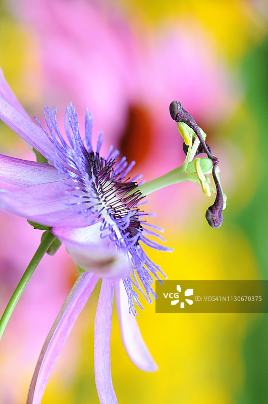 美丽夏季西番莲特写，蓝色西番莲图片素材