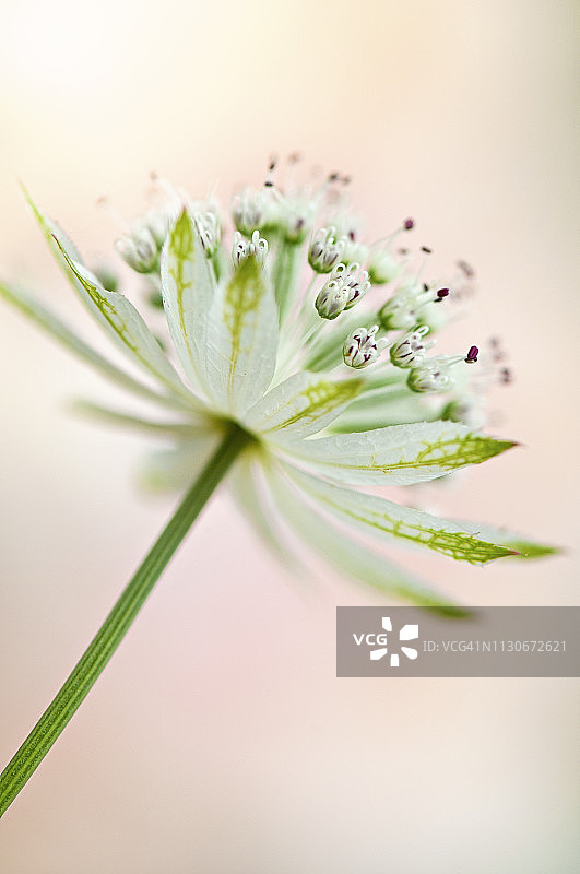 美丽的夏季粉色星芹花特写，也称 Masterwort图片素材