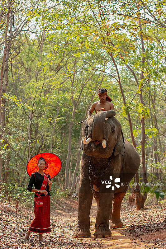 泰国素林府昌村的象夫生活方式图片素材