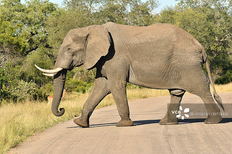 非洲道路上的大型野生象图片素材