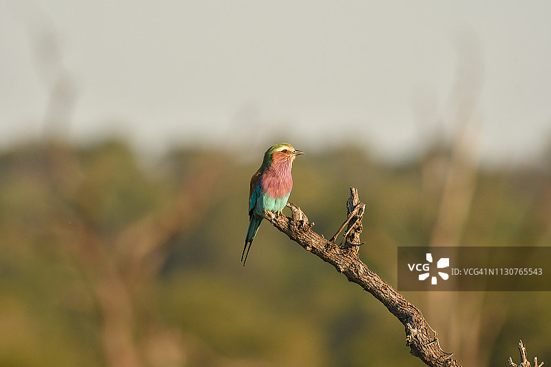 南非树枝上的紫胸佛法僧图片素材