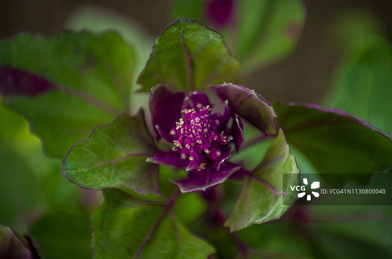 秘鲁的藜麦植物和花朵图片素材
