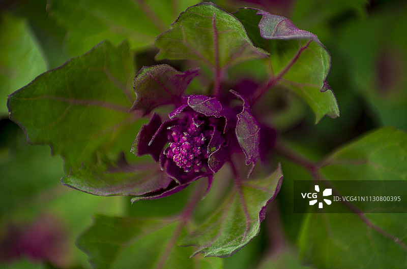 秘鲁的藜麦植物和花朵图片素材