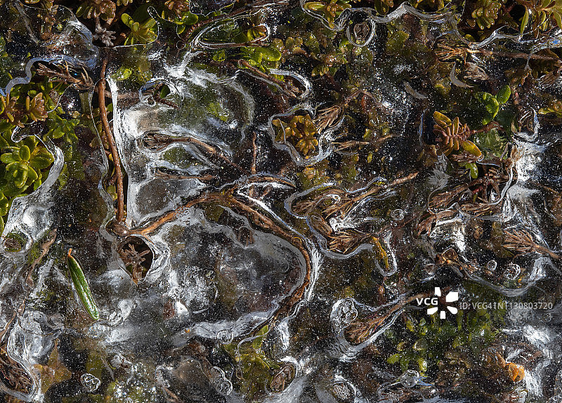 冰层下的匍匐百里香图片素材