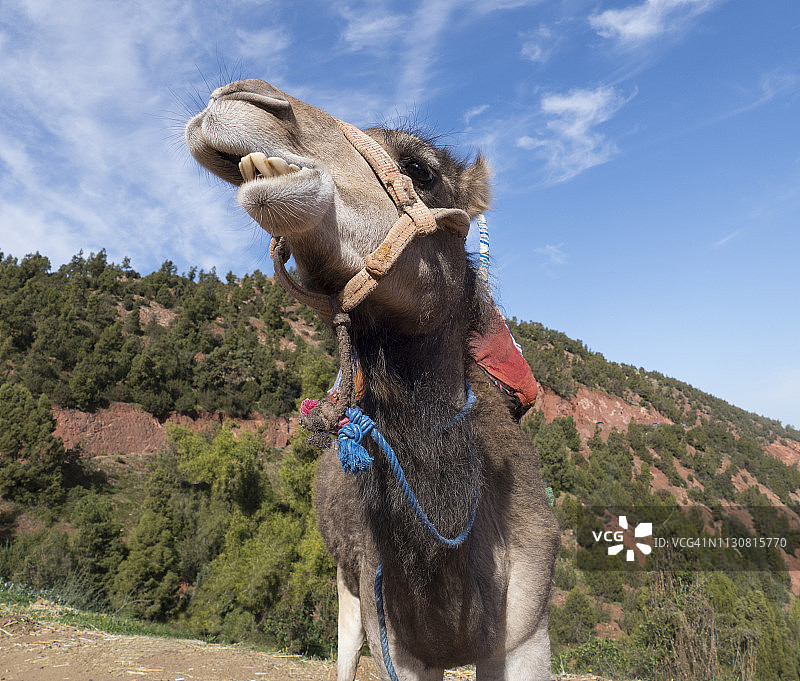 摩洛哥阿特拉斯山脉单峰骆驼头部特写图片素材