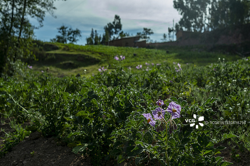 秘鲁安第斯山脉的马铃薯植物图片素材