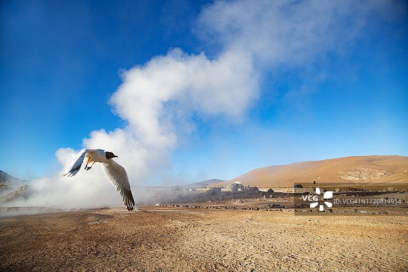 智利安托法加斯塔大区埃尔洛阿省的塔蒂奥间歇泉图片素材