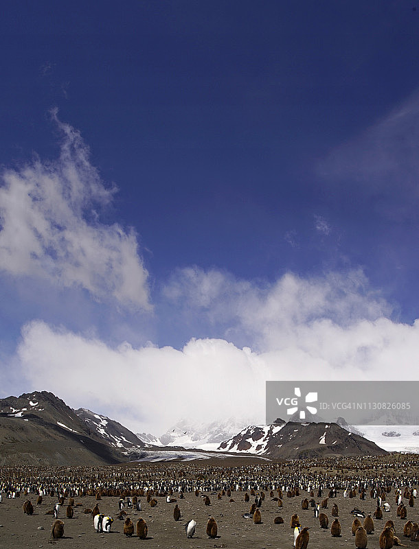 南乔治亚岛的王企鹅图片素材