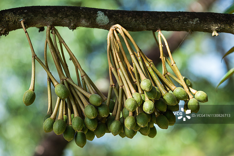 榴莲花图片素材