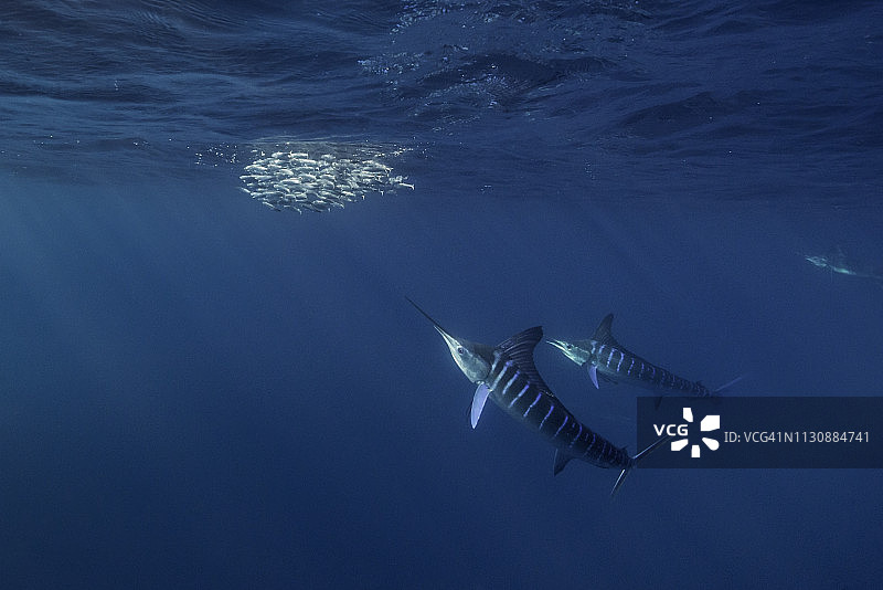 墨西哥下加利福尼亚州太平洋沿岸马格达莱纳湾地区以沙丁鱼为食的条纹马林鱼图片素材