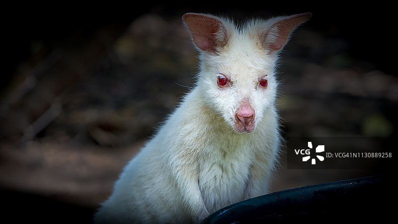 白化袋鼠图片素材