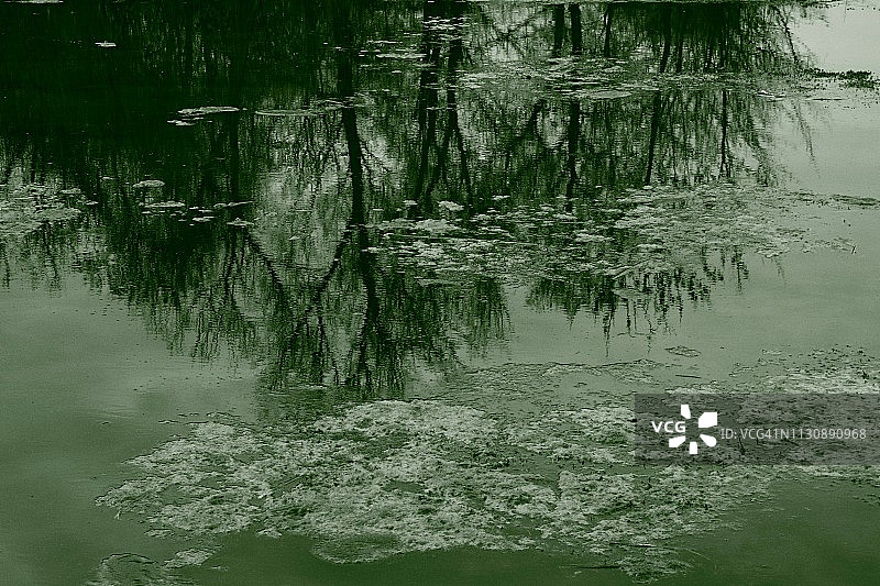 里迪克里克沼泽的自然单色景观图片素材