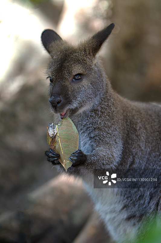 在围场里吃草的小袋鼠图片素材
