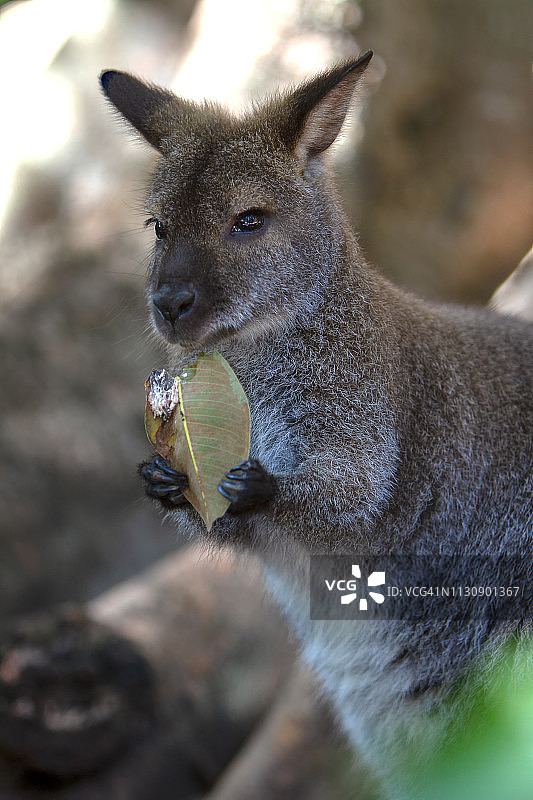 在围场里吃草的小袋鼠图片素材