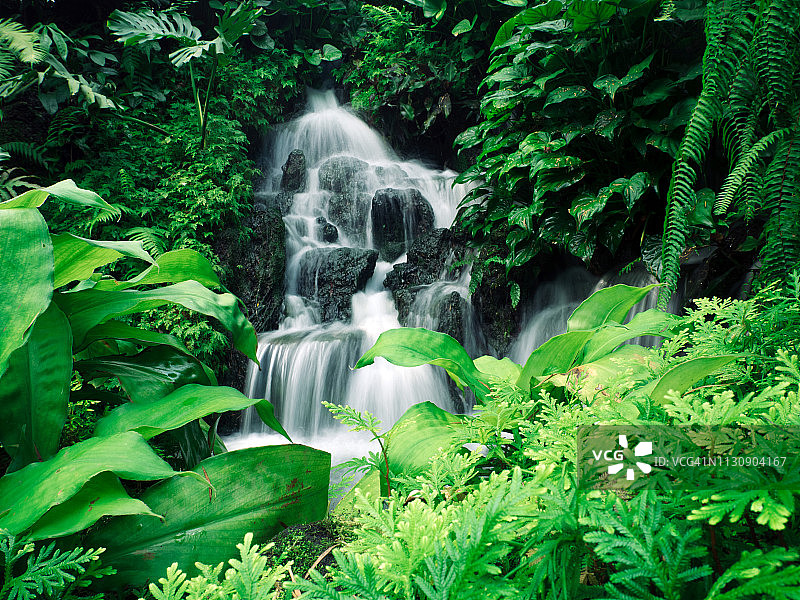 新加坡植物园图片素材