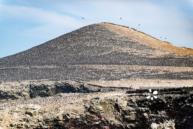 秘鲁巴耶斯塔斯岛国家保护区的南美海鸟图片素材